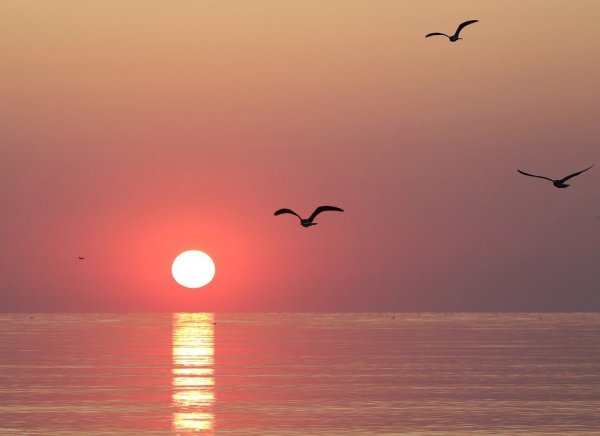 Чайки на закате над морем