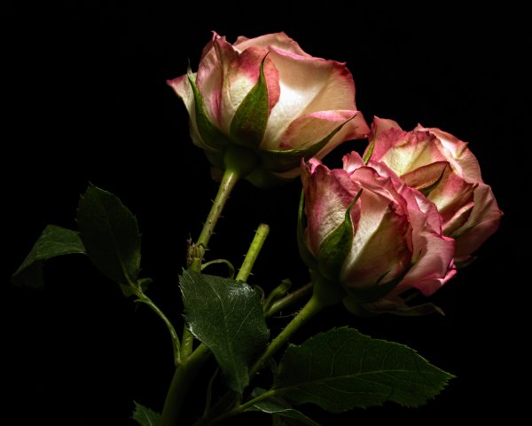 Чайные розы на темном фоне