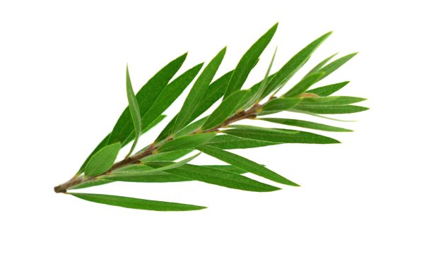 Melaleuca alternifolia – чайное дерево рисунок