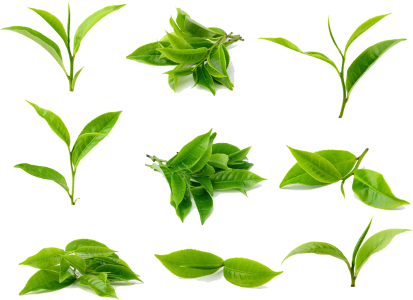 Зеленые листья Петитгрейн