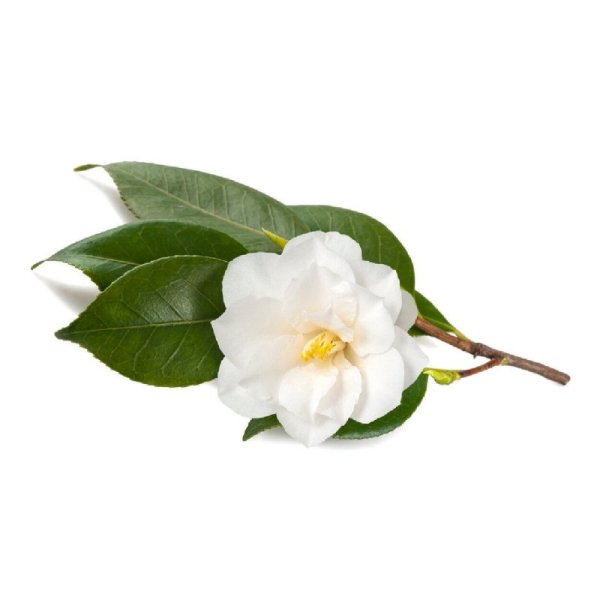 Camellia sinensis Leaf extract