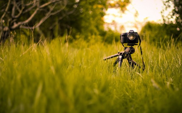 Фотоаппарат в лесу