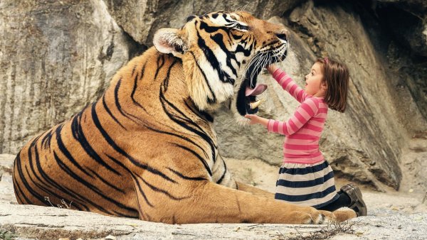 Фотосессия с тигром