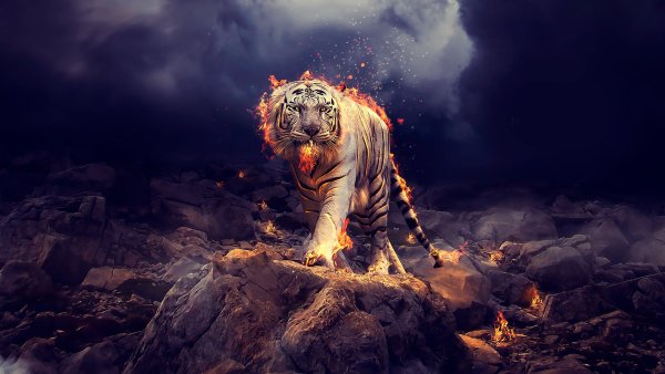 Креативный тигр