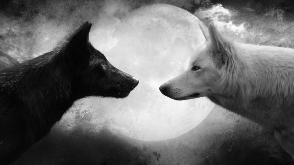 Два волка черный и белый