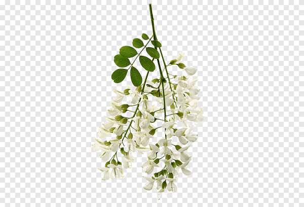 Черемуха цветок на белом фоне