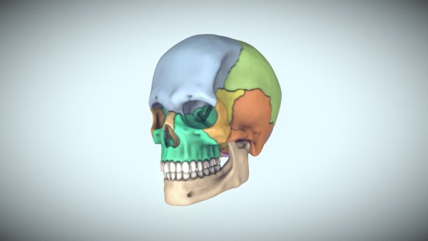Модель черепа человека