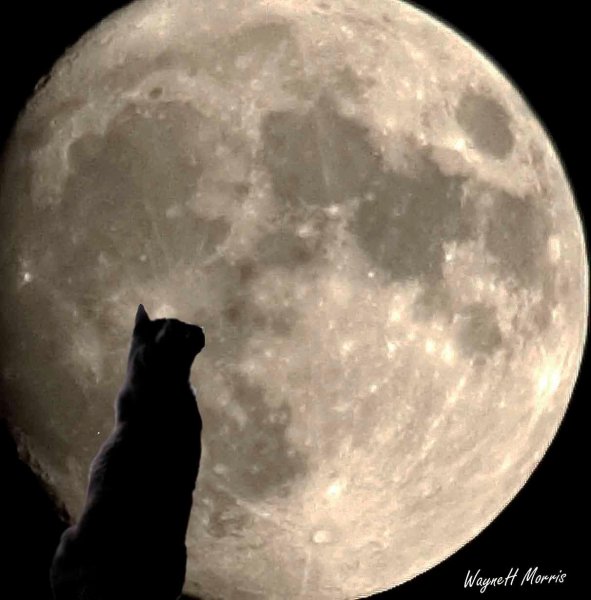 Черная кошка на фоне луны
