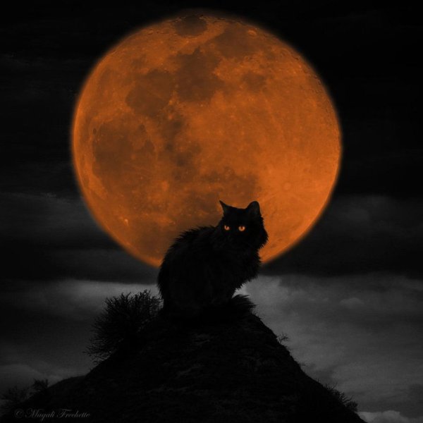 "Лунный кот"