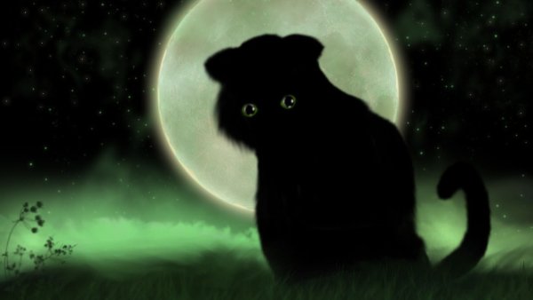 Черный кот на фоне Луны