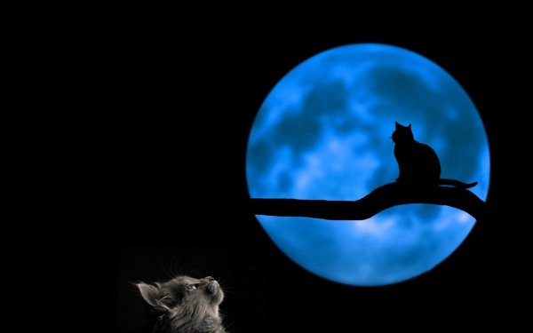 Кошка Луна
