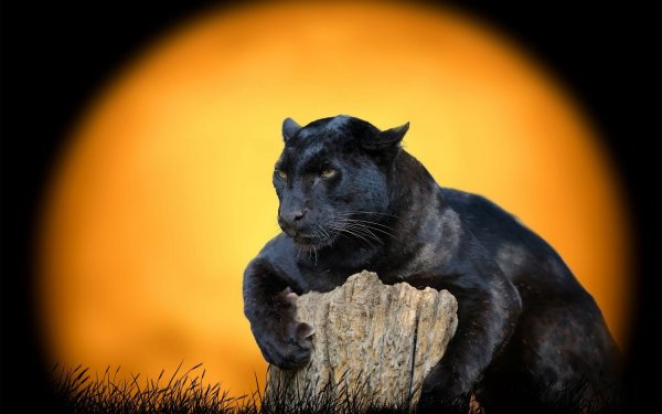 Черная пантера кошка