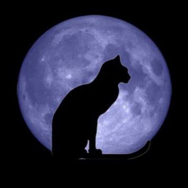Черный кот и Луна