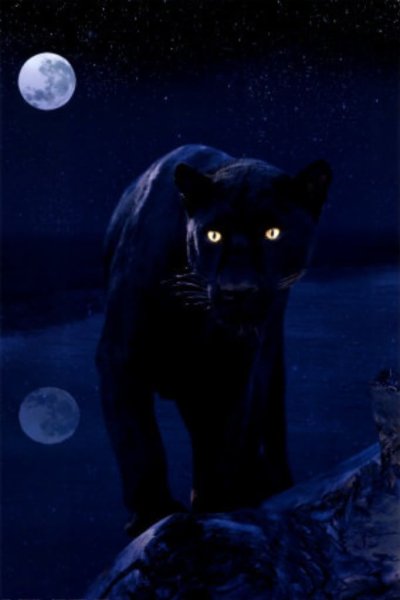 Ночная пантера