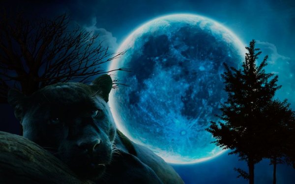 Черная пантера на фоне луны
