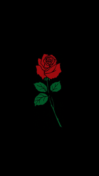 Черная роза на темном фоне