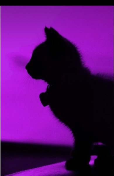 Фиолетовый кот