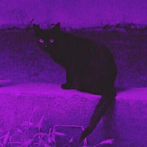 Пурпурный кот