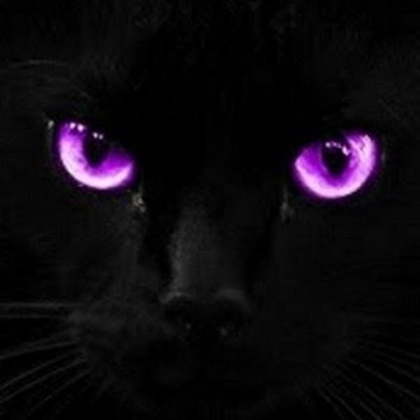 Черная кошка с сиреневыми глазами