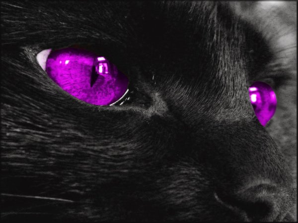 Кошка с фиолетовыми глазами