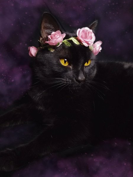 Красивая черная кошка