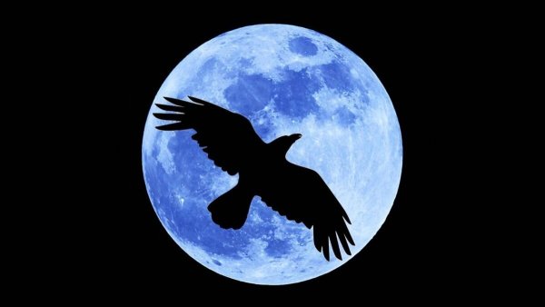 Птица на фоне Луны