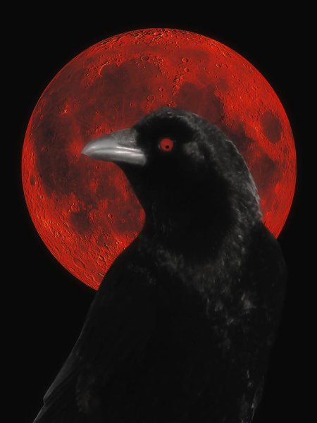 Черный ворон с красными глазами