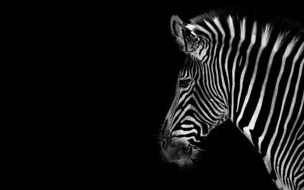Зебра на черном фоне