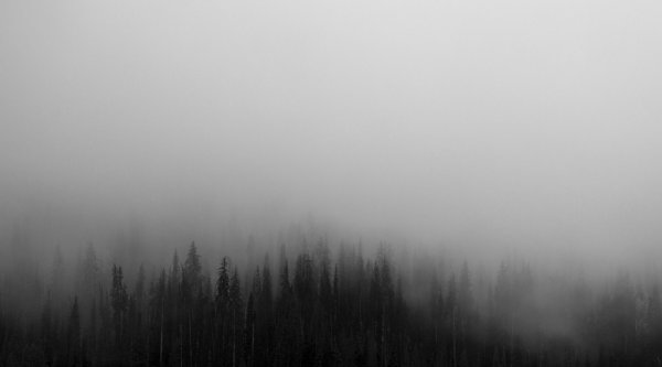Черный фон с лесом