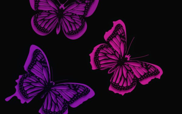 Красивые бабочки на черном фоне