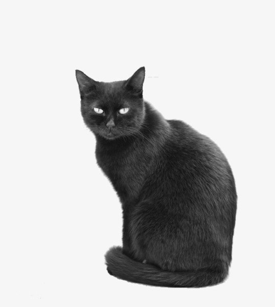 Черная кошка на белом фоне