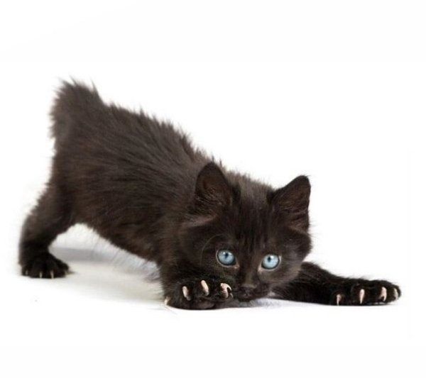 Черный котенок на белом фоне