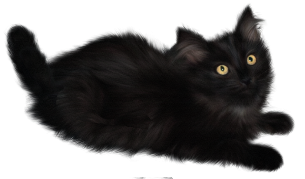 Черный пушистый кот на белом фоне