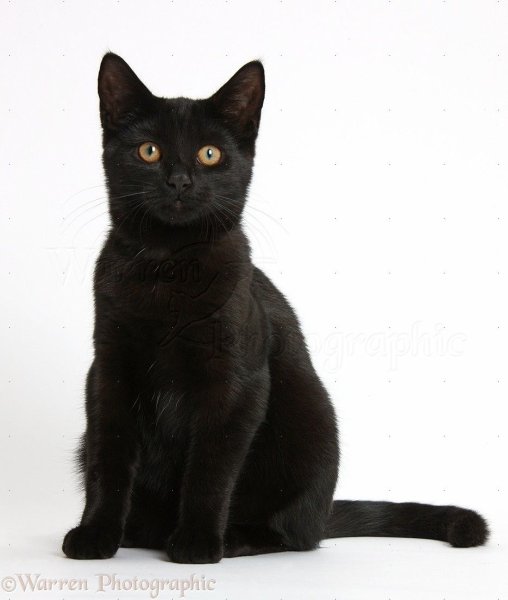 Черный кот сидит