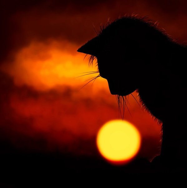 Кот на фоне солнца