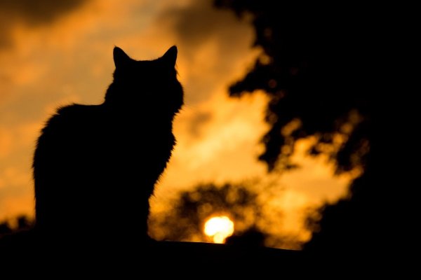 Черный кот на фоне заката