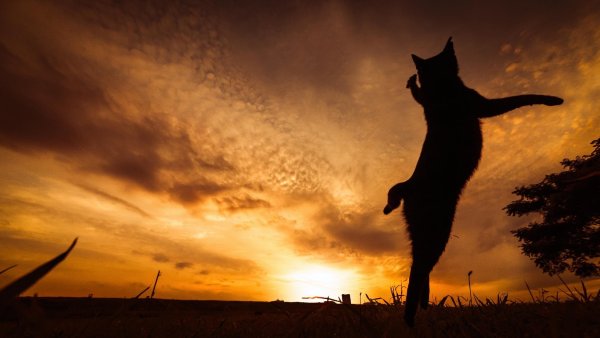 Коты на фоне заката