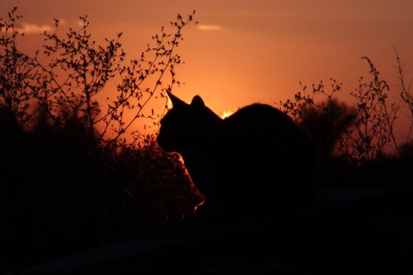 Кот на фоне заката