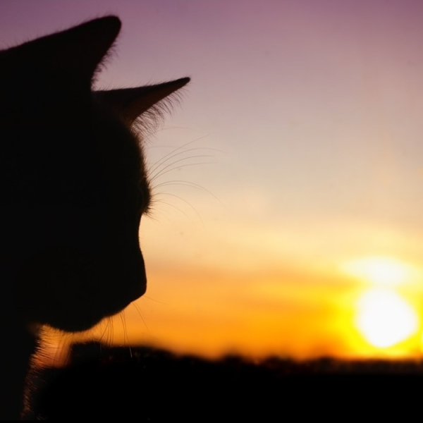 Кот на фоне заката