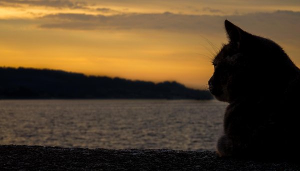 Котенок на закате