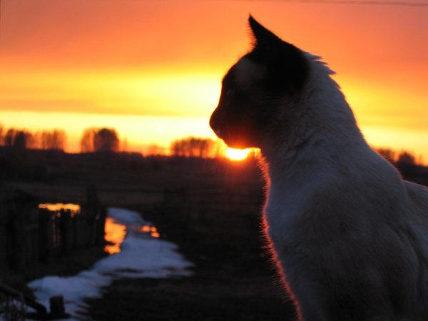 Кошка в красивом закате