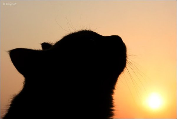 Силуэт кошки на закате