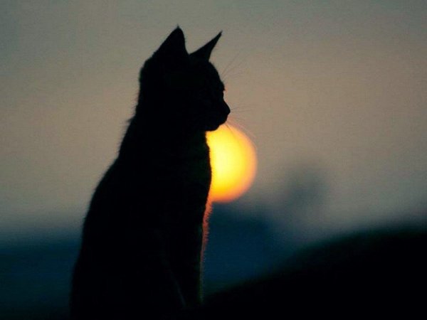 Кошка на закате