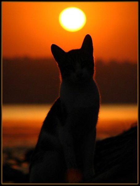 Котик на закате