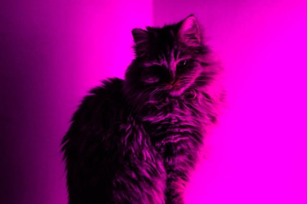 Фиолетовая кошка