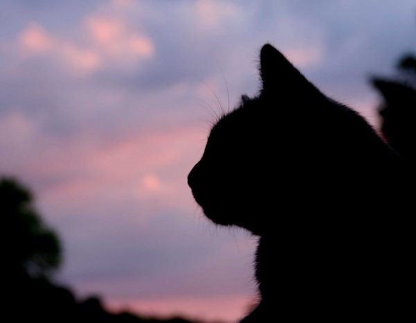 Кошка черная на фоне неба