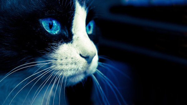 Черный кот на синем фоне