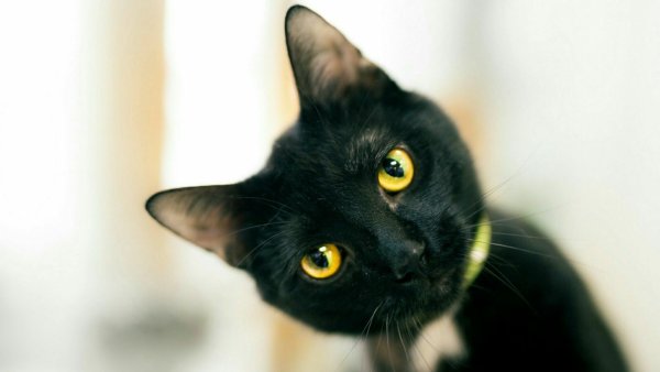 Черный кот на ярком фоне