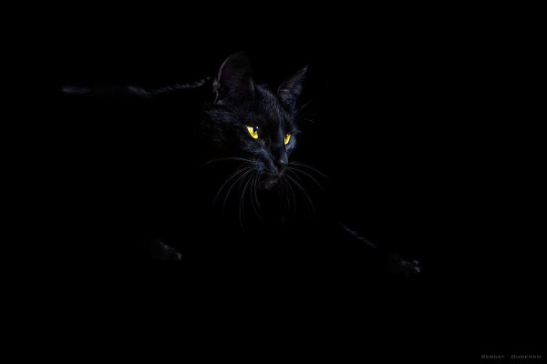 Кошка на черном фоне