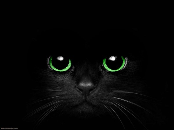 Черная кошка с ярко зелеными глазами
